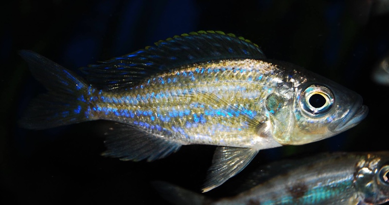 Aulonocranus dewindti